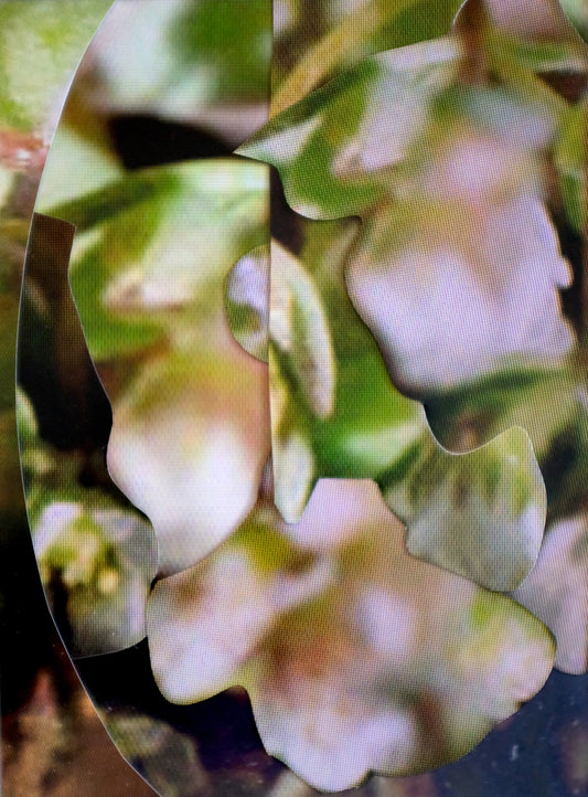 Michaela Putz - Untitled (Linum radiola)